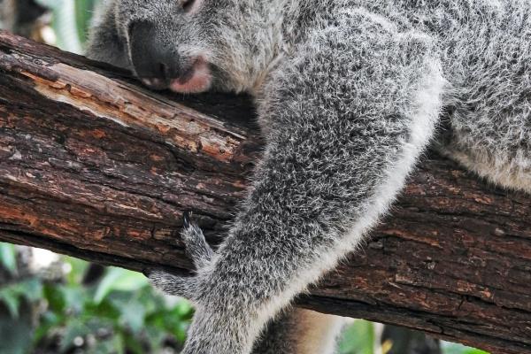 animal-koala.jpg