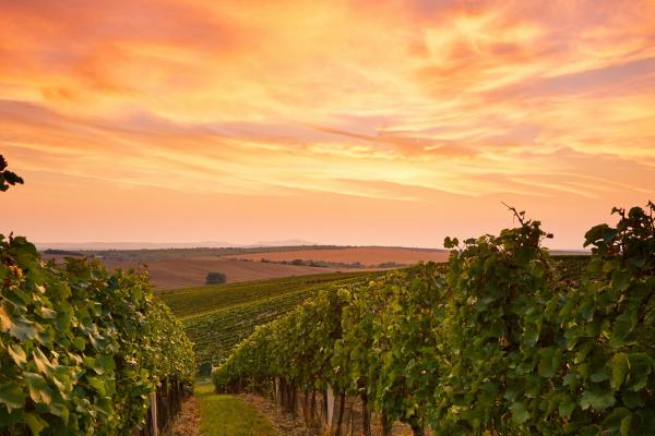 outdoors-vinyard.jpg