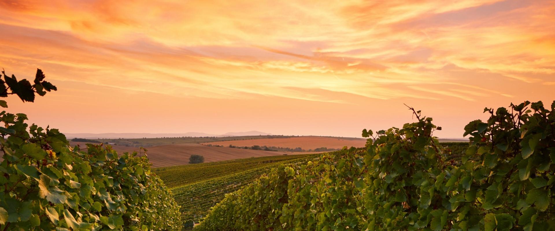 outdoors-vinyard.jpg