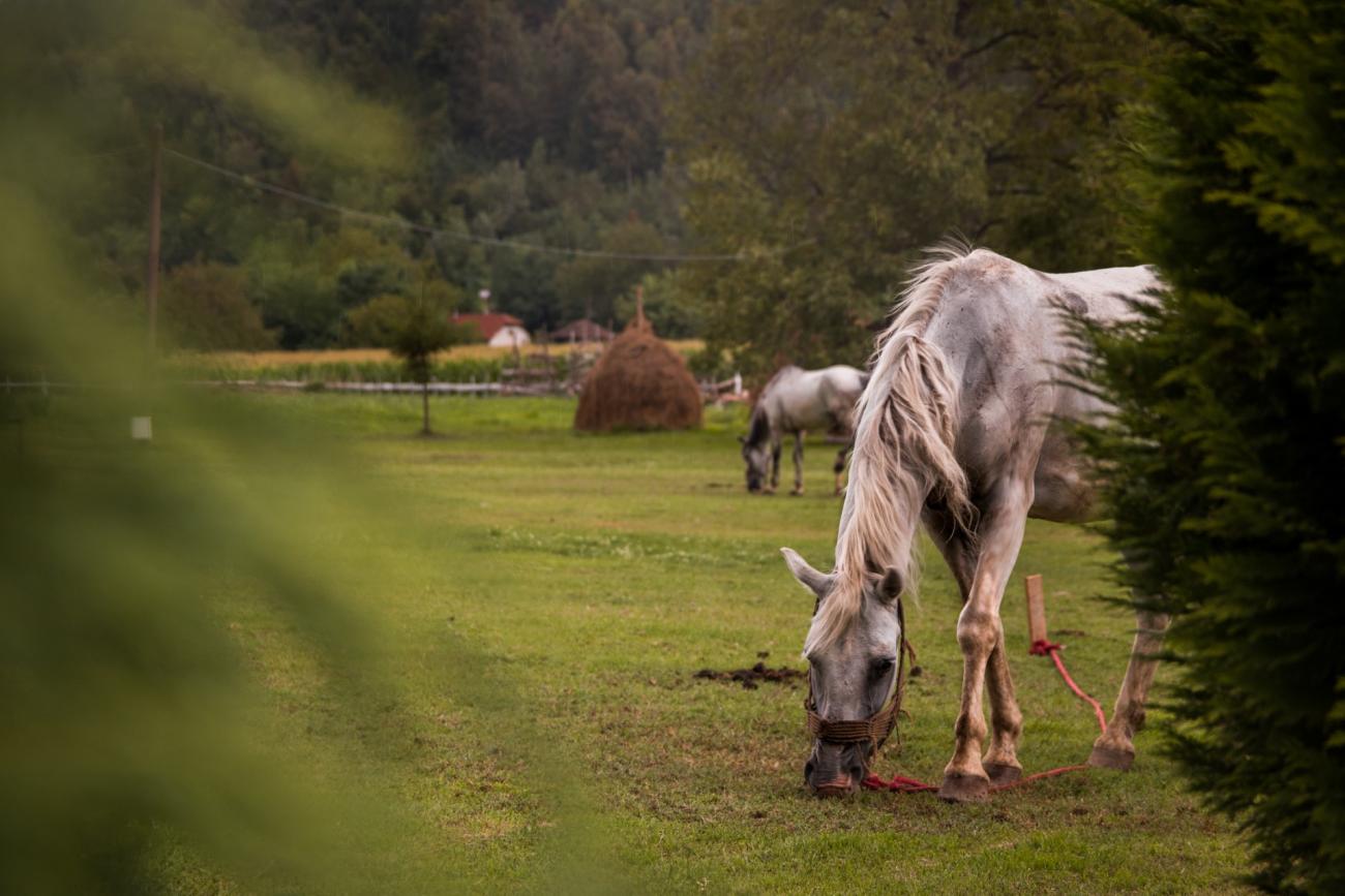 nature-horse.jpg